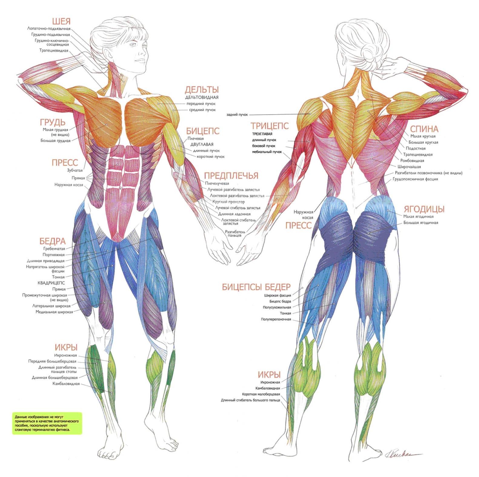 Всего в теле человека насчитывается около 600 мышц.