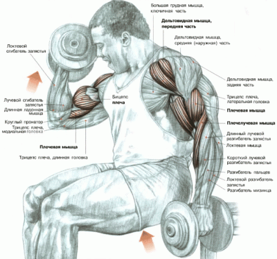 Советы по тренировке бицепсов + анатомия мышц