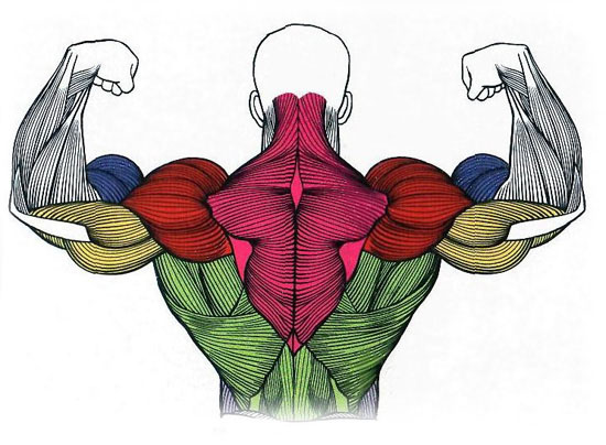 Лучшие упражнения для спины. Укрепление мышц спины.